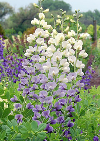 Baptisia 'Lunar Eclipse'